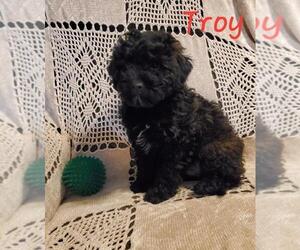 Cavapoo Puppy for sale in WATERLOO, NY, USA