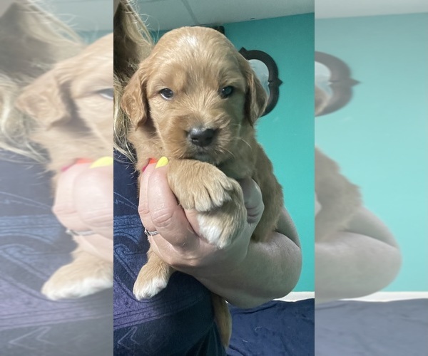 Medium Photo #3 Goldendoodle Puppy For Sale in NEWTON, NC, USA