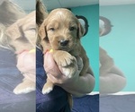 Small #2 Goldendoodle