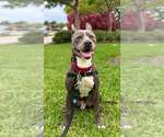 Small #2 Mutt