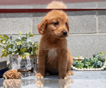 Small Photo #22 Golden Retriever Puppy For Sale in WOLCOTTVILLE, IN, USA