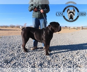 Mother of the Cane Corso puppies born on 02/15/2025