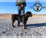 Small Photo #1 Cane Corso Puppy For Sale in APPLE VALLEY, CA, USA