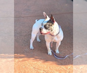 Mother of the French Bulldog puppies born on 07/24/2026