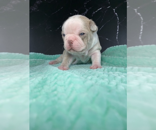 Medium Photo #2 Boston Terrier Puppy For Sale in TULARE, CA, USA