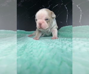 Medium Boston Terrier