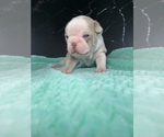 Puppy Harry Boston Terrier
