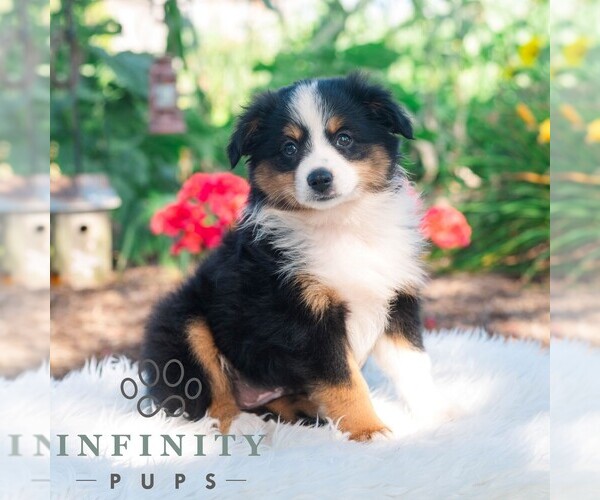 Medium Photo #5 Miniature Australian Shepherd Puppy For Sale in REBERSBURG, PA, USA