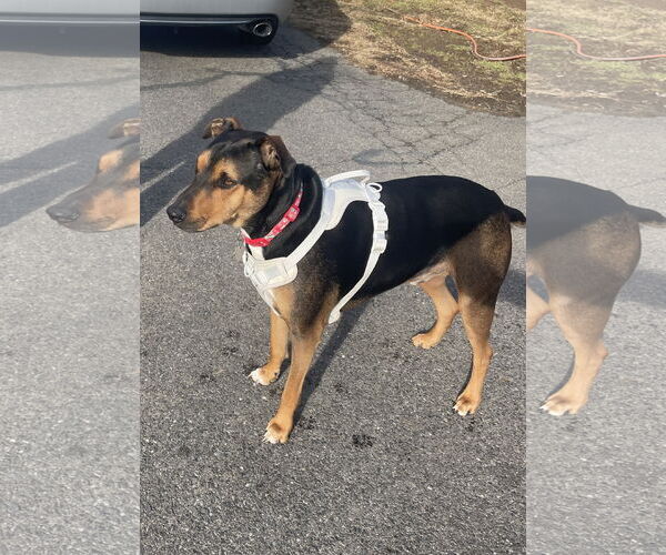 Medium Photo #4 Mutt Puppy For Sale in Chester, NJ, USA