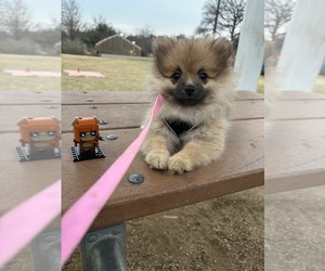 Pomeranian Dogs for adoption in AUSTIN, TX, USA