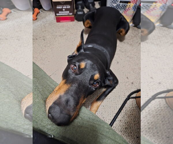 Medium Photo #3 Doberman Pinscher Puppy For Sale in Buffalo, MN, USA