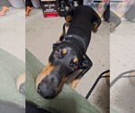 Small #2 Doberman Pinscher