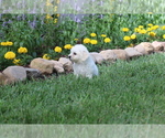 Small Photo #25 Bichon Frise Puppy For Sale in HUMBOLDT, IL, USA