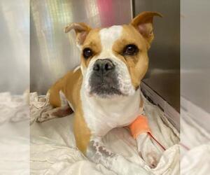 Bulldog-Unknown Mix Dogs for adoption in San Antonio, TX, USA