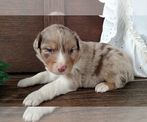 Medium Australian Shepherd