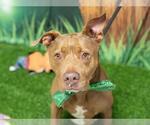Small American Pit Bull Terrier