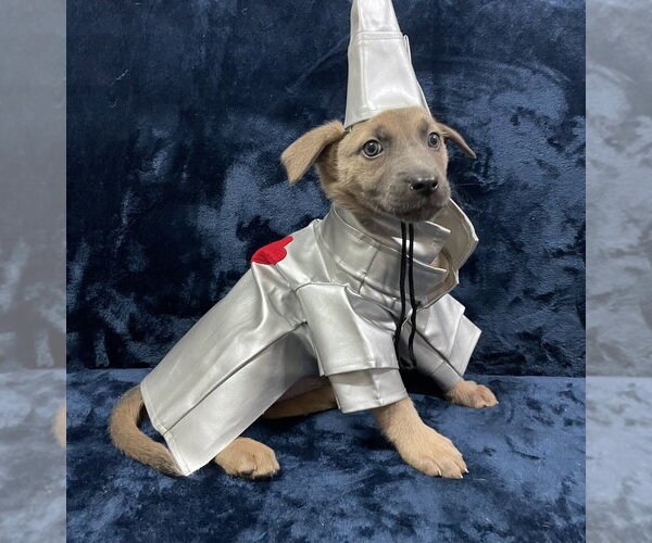 Medium Photo #1 Mutt Puppy For Sale in Imlay City, MI, USA