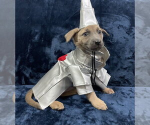 Mutt Dogs for adoption in Imlay City, MI, USA