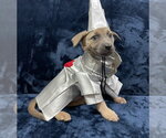 Hallowed Harvest - Jarrahdale - Located in Florida - Female Mutt Dog for Adoption - Small photo