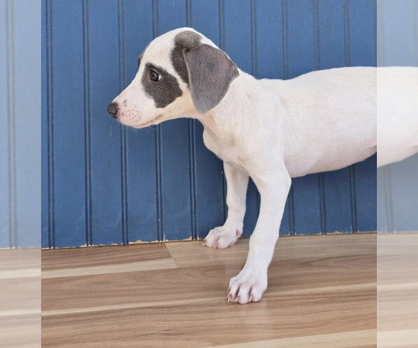 Medium Photo #5 American Pit Bull Terrier-Dachshund Mix Puppy For Sale in Lakewood, CO, USA