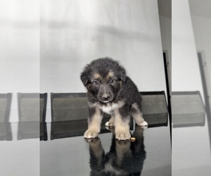 Medium German Shepherd Dog-Siberian Husky Mix