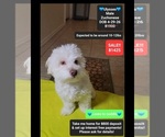 Image preview for Ad Listing. Nickname: Ulysses