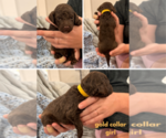 Small #7 Poodle (Standard)