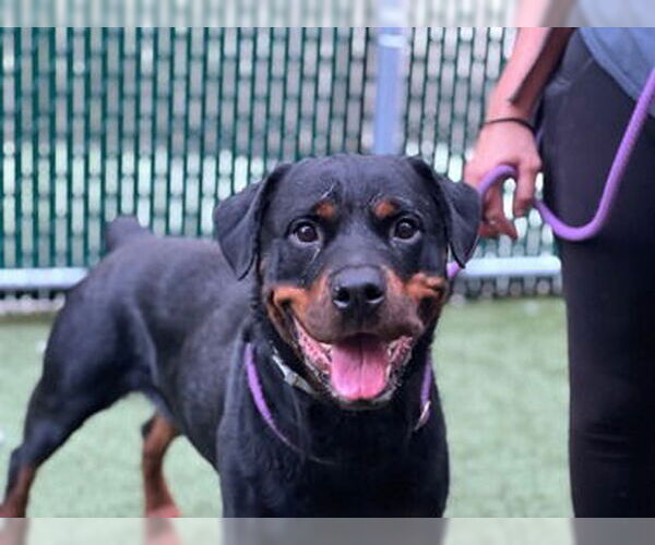 Medium Photo #2 Rottweiler Puppy For Sale in Hillsboro, NH, USA
