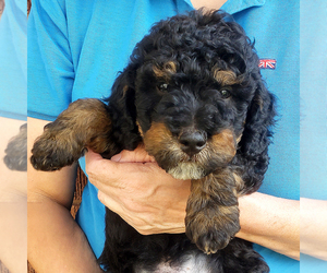Bernedoodle (Miniature) Puppy for sale in ROY, UT, USA