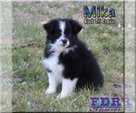 Small Photo #4 Miniature Australian Shepherd Puppy For Sale in FORESTBURG, TX, USA