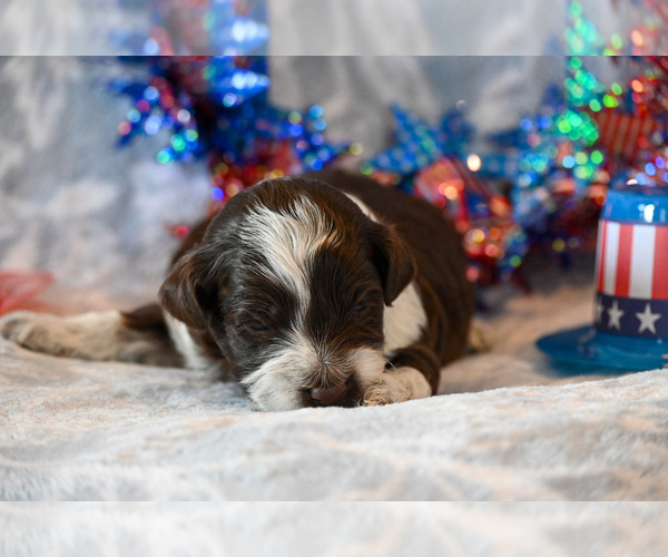 Medium Photo #6 Havapoo Puppy For Sale in GUTHRIE, KY, USA