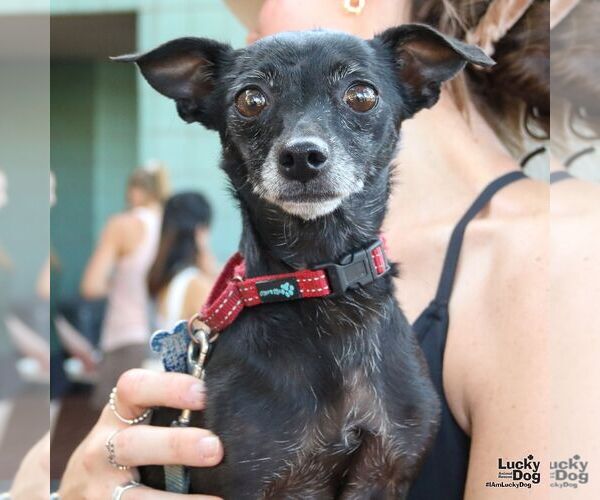 Medium Photo #5 Chihuahua-Unknown Mix Puppy For Sale in Washington, DC, USA