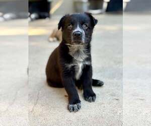 Mutt Dogs for adoption in Paso Robles, CA, USA
