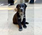 Raven - Male Mutt Dog for Adoption - Small photo