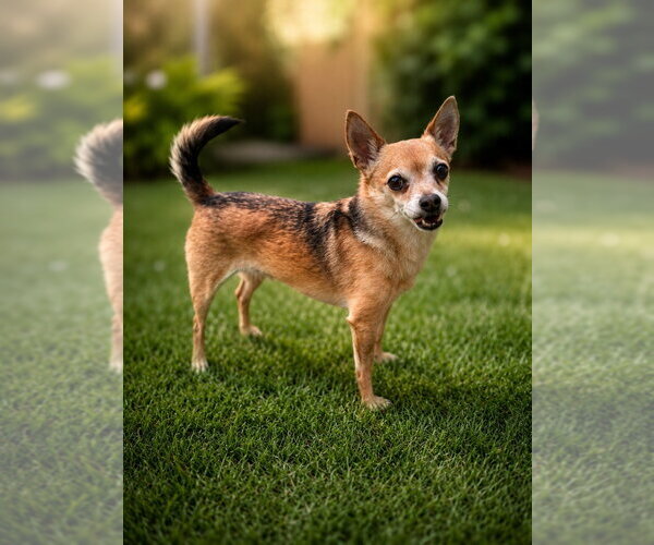 Medium Photo #4 Chihuahua-Unknown Mix Puppy For Sale in Canton, CT, USA