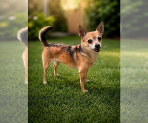 Marley - Male Chihuahua-Unknown Mix Dog for Adoption - Photo #4