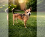 Small #3 Chihuahua Mix