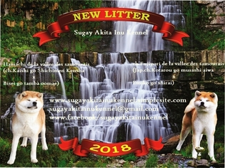 Akita Puppy for sale in LOUISVILLE, KY, USA