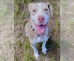 Small #1 American Staffordshire Terrier