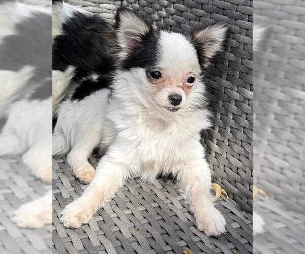 Medium Photo #5 Chiranian Puppy For Sale in Grafton, WI, USA