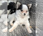 Small Photo #5 Chiranian Puppy For Sale in Grafton, WI, USA
