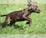 Small Photo #9 Chocolate Labrador retriever-Pointer Mix Puppy For Sale in Mechanicsburg, PA, USA