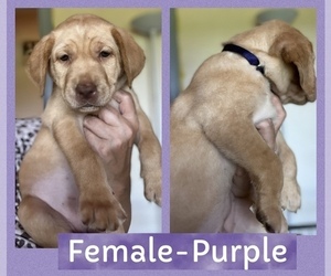 Medium Labrador Retriever