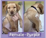 Puppy Puppy 1 Purple Labrador Retriever