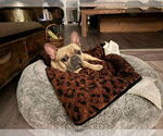 Small #5 French Bulldog
