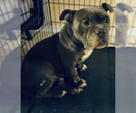 Small #3 Bulldog Mix