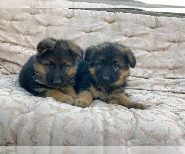 Medium Photo #4 German Shepherd Dog Puppy For Sale in CURTISS, WI, USA