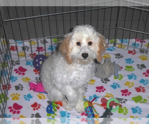 Medium Photo #3 Cavapoo-Poodle (Miniature) Mix Puppy For Sale in ORO VALLEY, AZ, USA