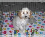 Small #2 Cavapoo-Poodle (Miniature) Mix