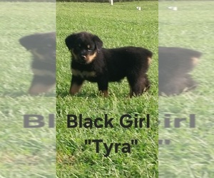 Rottweiler Puppy for sale in DANVILLE, IL, USA